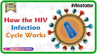 How the HIV Infection Cycle Works  Animated microbiology [upl. by Olsen]