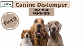 Canine Distemper in Dogs Diagnosis Treatment amp Prevention Part 2  PupkittPetCare [upl. by Anayek687]