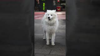 Adorable Samoyed portraits  Canon EOS R50RF 50mm 18 photography streetphotograpy shorts [upl. by Odnuges]