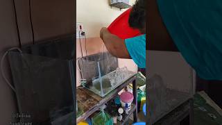 New 2 Feet Tank Setup For Goldfish🐟😍❤️ shortsgoldfish aquariumtankfishplantsranchugoldfish [upl. by Esilana]