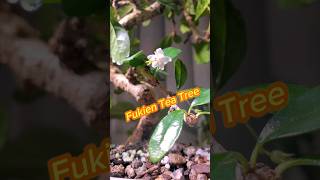 Fukien Tea Tree Carmona [upl. by Cris]