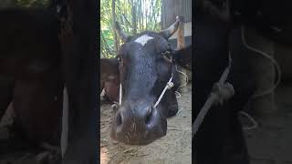 cow animals youtubeshorts shorts viralvideo india [upl. by Esnofla]