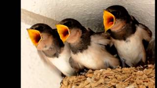 ママ生きて！！ツバメ雛波乱の巣立ち【可愛い野鳥ツバメの子育て】 [upl. by Lehar]