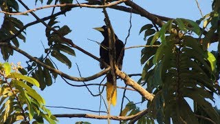 Flight of The Oropendola Or Corn Bird [upl. by Eilime]