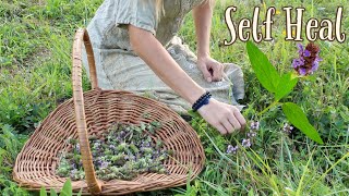 All about Self Heal  A wild medicinal plant everyone should know [upl. by Temhem]