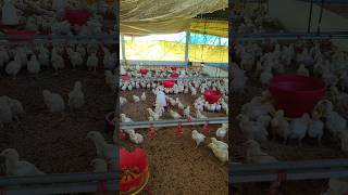 Watch Our Healthy Chicks Grow poultry poultryfarming farming trending shorts [upl. by Aleakim122]