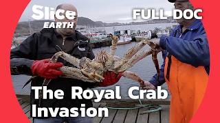 Invasive Royal Crab How This Species is Taking Over Northern Seas  SLICE EARTH  FULL DOCUMENTARY [upl. by Atwater609]