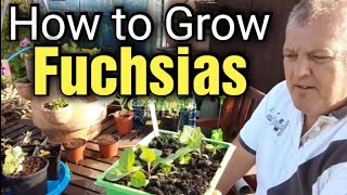 How to Grow Fuchsia from Seed  Start to Finish  Gardening for Beginners [upl. by Edecrem]