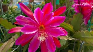 Epiphyllum Blooming [upl. by Hindu]