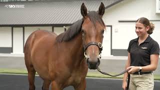 CAMBRIDGE STUD  2024 NZB YEARLING SALE PREVIEW [upl. by Cathy788]