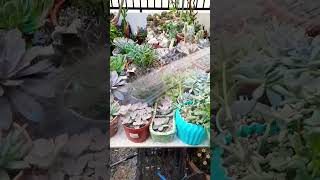 Watering Succulent plant succulents plants cactus propagation homegarden tips care [upl. by Annodas]