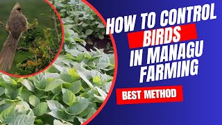 how to control mousebirds in your managu and vegetables farms [upl. by Aciria461]