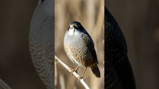 Eurasian Wren birds birdwatching wildlife birdspecies [upl. by Annyrb]