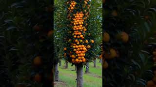 Expert Farmer Shares TOP Tips for Growing Oranges fruit farming [upl. by Htor]