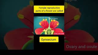 Female reproductive parts of flower ovary ovules youtubeshorts shorts [upl. by Aicinad]