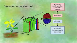 Vervoer van stoffen door de plant houtvaten en bastvaten [upl. by Wildermuth]