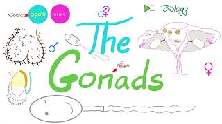 The Gonads Ovaries and Testes  Endocrine System  Biology Lecture Series [upl. by Domenico]