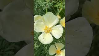 Grow Dwarf Flowers From Seed [upl. by Capps]