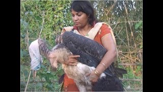 Feeding Mysterious Bird on Earth  Greater Adjutant Stork [upl. by Palermo722]