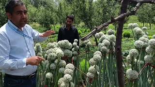 Onion Allium cepa Seed Production techniques [upl. by Popelka]