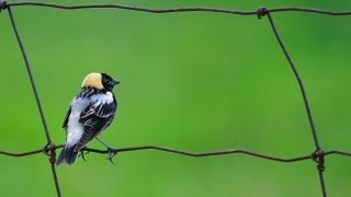 Bobolink Portrait [upl. by Klatt175]