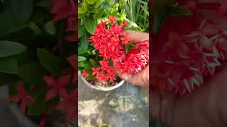 Best permanent flower plant shots gardening trending viralvideo flowers love [upl. by Jolanta]