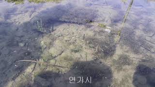 물속생물도감 연가시 학명 Gordius aquaticus Linnaeus 생물학적 분류 jmb방송 [upl. by Dymphia877]