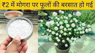 इस सफेद चीज से मोगरा फूलों से भर जाएगा Fertilizer for Mogra Jasmine Plant  Green Gold Garden [upl. by Armyn]