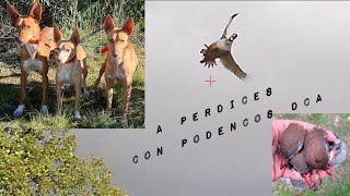 De perdices con Podencos DCA [upl. by Ayt]