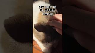 ASMR PLASTIC CAT asmr shorts [upl. by Eened]