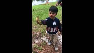 Hawk snatches up duckling after child sets it free [upl. by Nostets]