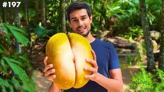 This is Worlds Biggest Nut Only found on Rare African Island [upl. by Sturdivant912]