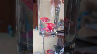 How Widow Tetra Glow Fish looks in a Glass Bottle  Widow Tetra Breeding [upl. by Norted]