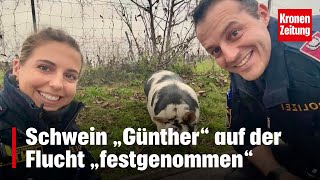 Schwein Günther festgenommen  kronetv NEWS [upl. by Eidahs]