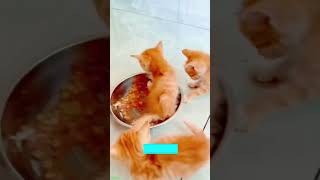 Cat Lover 🥰 funny cats moments 🐈‍⬛ WeAreCats Part 1698 [upl. by Lesna]