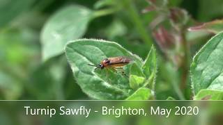 Turnip Sawfly  Brighton May 2020 [upl. by Middle]