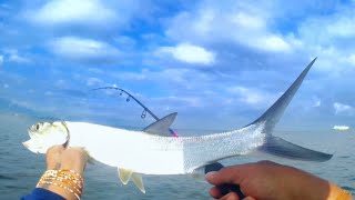 Bidbid  Tamber  Ladyfish [upl. by Bonita]