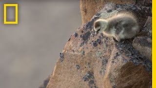 Arctic Geese Chicks Jump Off Cliff to Survive  Hostile Planet [upl. by Ybrek]