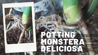 How To Propagate Monstera Deliciosa in Water  Potting Monstera Deliciosa UPDATE [upl. by Safir398]