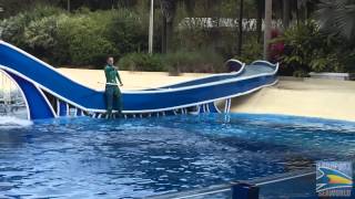 Pilot Whales Now at SeaWorld Orlando [upl. by Schober]