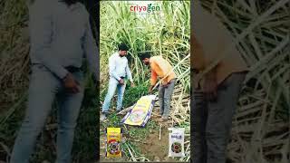 Progressive Farmer Testimonial Marathi Sugarcane Criyagen DNP G and Total 20 [upl. by Acenes100]