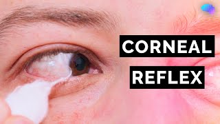 Corneal Reflex Assessment  CN V  OSCE Clip  UKMLA  CPSA [upl. by Ahsiele]