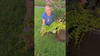 Creeping Jenny lysimachia nummular nativeplants gardening permaculture hangingbasket explore [upl. by Norabal]