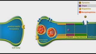 Adrenergic Synthesis And Metabolism animation [upl. by Sissie393]