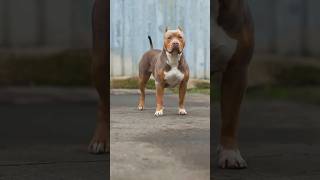 pitbull dog short videoshortsshortpitbull [upl. by Asiluy]