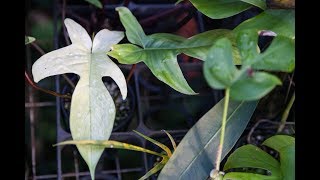 How to Propagate a Philodendron — Plant One On Me — Ep 059 [upl. by Netsirhc]