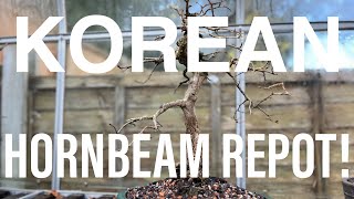 Bonsai Diary EP33  132024 Repotting my Korean Hornbeam [upl. by Arndt]