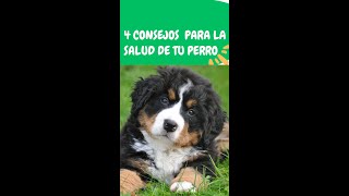 4 CONSEJOS para la SALUD de tu PERRO ✅🐕 dog salud consejos [upl. by Ruelle]