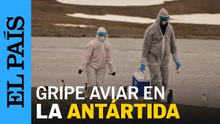 GRIPE AVIAR  Detectan los primeros casos de influenza aviar H5N1 en la Antártida  EL PAÍS [upl. by Handbook602]