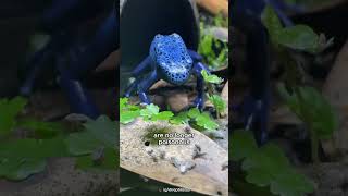 Blue Poison Dart Frogs are not Always Poisonous [upl. by Akili]